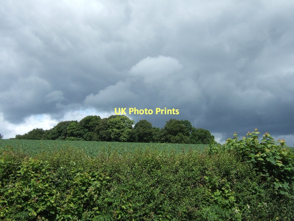 Photo 6"x4" Upcott Wood Cadbury\/SS9104 c2011
