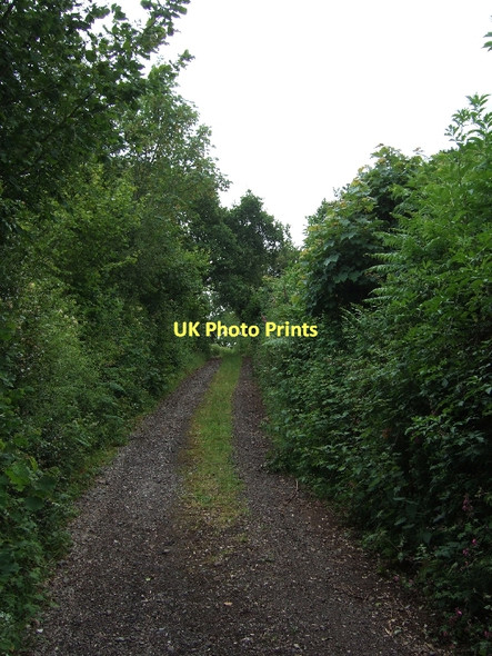 Photo 6"x4" Northdown Road near Hallshot Wood (looking easst) Cadbury\/SS9104 c2011