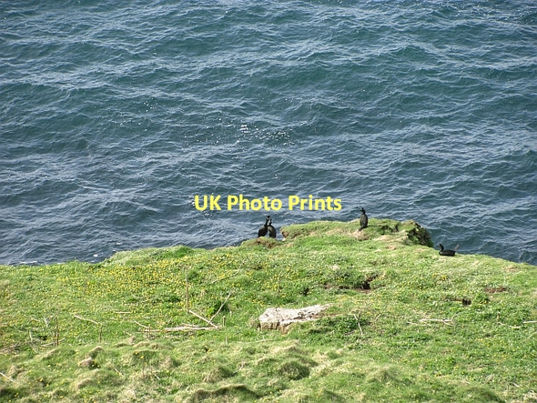 Photo 6"x4" Shags, Lunga Sgeir a' Chaisteil c2011