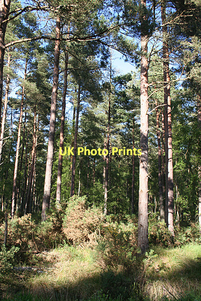 Photo 6"x4" Scots Pines in Culbin Forest Kingsteps c2011