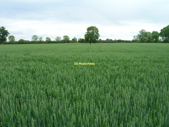 Photo 6"x4" Farmland off Moor Lane Salton c2011