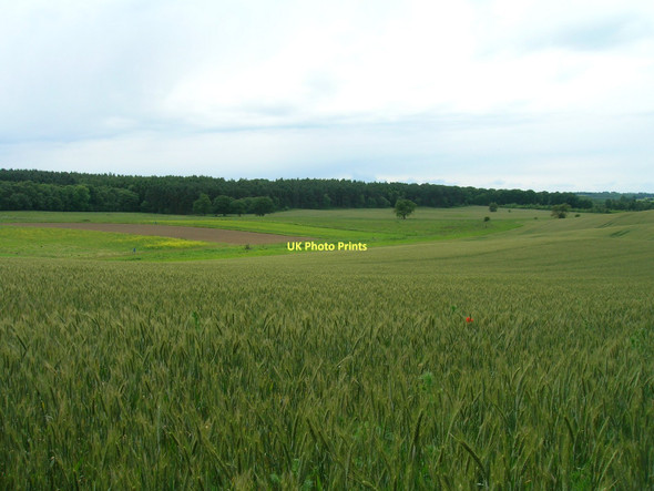 Photo 6"x4" Farmland towards Thurtle Wood Coneysthorpe c2011