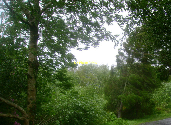 Photo 6"x4" Trees battered by storm Cove\/NS2282 c2011