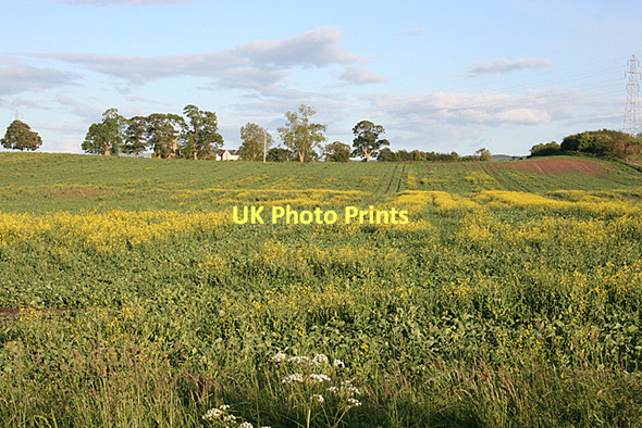Photo 6"x4" Oilseed Rape Auldearn c2011