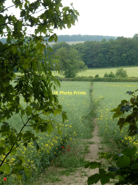 Photo 6"x4" Footpath to Long Lane West Handley c2011