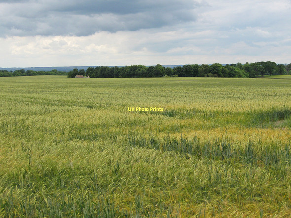 Photo 6"x4" Ripening barley Low Dalby c2011