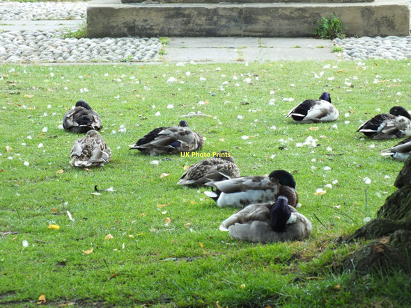 Photo 6"x4" Resting in the park Harefield\/TQ0590 c2011