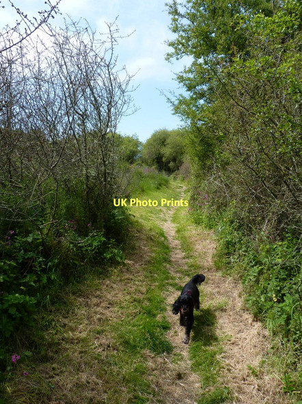 Photo 6"x4" On the Ceredigion Coastal Path Parcllyn c2011