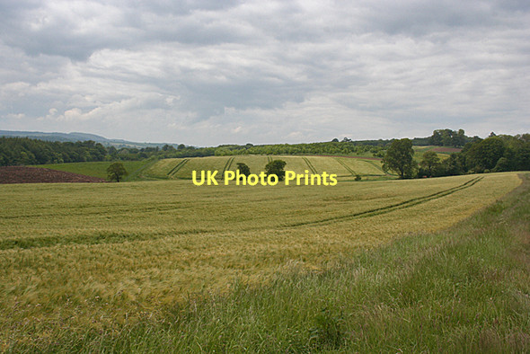 Photo 6"x4" Barley Fields Old Philpstoun c2011