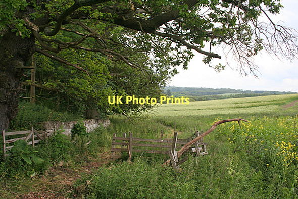Photo 6"x4" A Path beside the Wood Old Philpstoun c2011