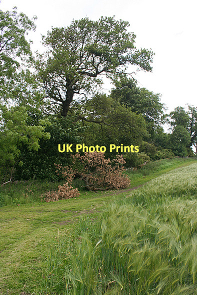 Photo 6"x4" Fallen Limb Old Philpstoun c2011