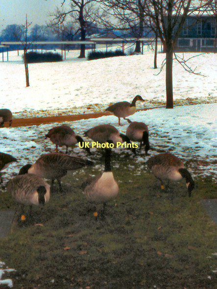 Photo 6"x4" University of York Campus Heslington c1979