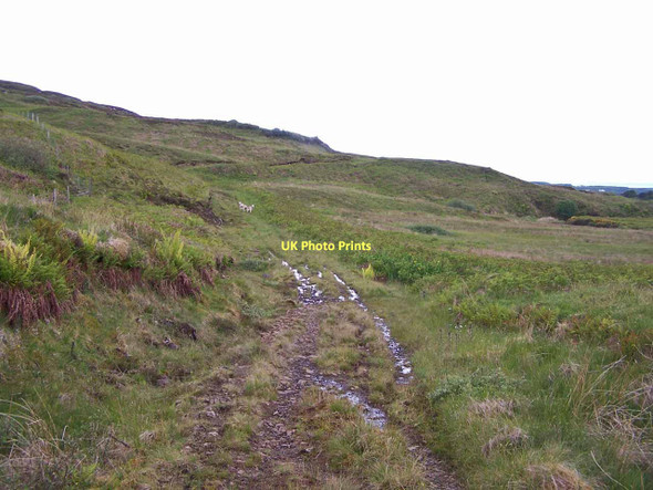 Photo 6"x4" Track through Sumardale Coillore c2011