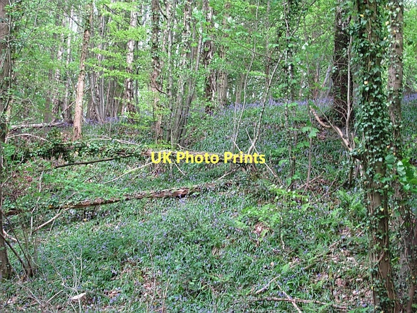 Photo 6"x4" Woodland, Black Brow Bank Top\/SD5107 c2011