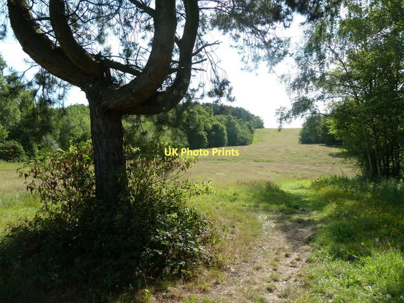 Photo 6"x4" Woodland gap The Brushes c2011