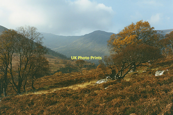 Photo 6"x4" Trees on the way to Coire Ardair Aberarder c1990