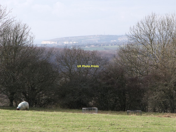 Photo 6"x4" Sheep in field, Friston, East Sussex East Dean\/TV5598 c2010
