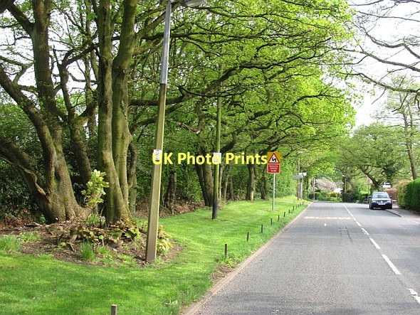 Photo 6"x4" Appley Lane North Dangerous Corner\/SD5210 c2011