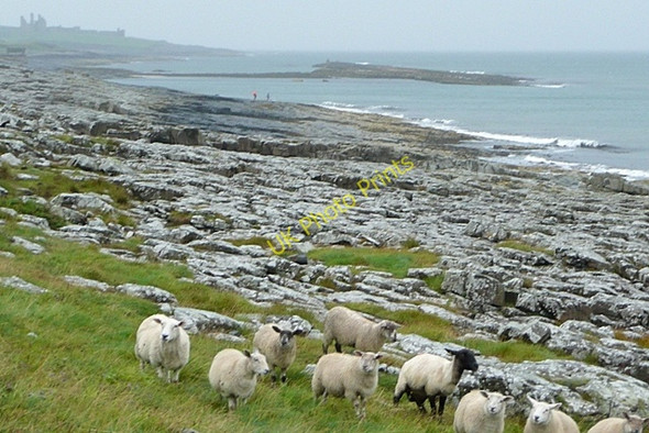 Photo 6"x4" Coast south of Craster Craster c2009