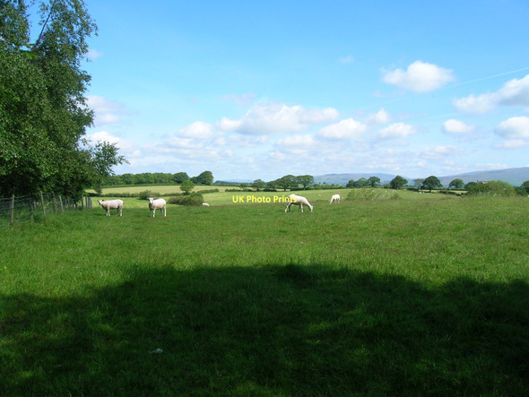 Photo 6"x4" Grazing land north of Mewith Lane Low Bentham c2011