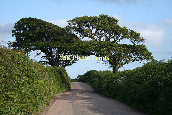 Photo 6"x4" South Brent: oak and beech Harbourneford c2011