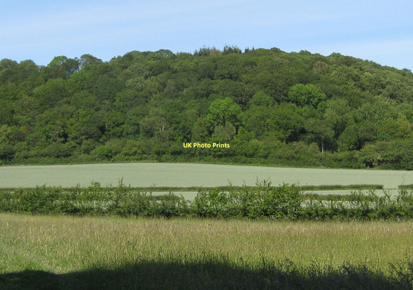 Photo 6"x4" Howlgate Head Wood Appleton-le-Moors c2011