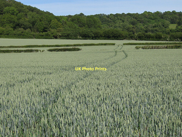 Photo 6"x4" Wheat crop and Howlgate Head Wood Appleton-le-Moors c2011