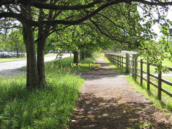 Photo 6"x4" Shady walk north of the playing fields Oak Tree\/NZ3513 c2011