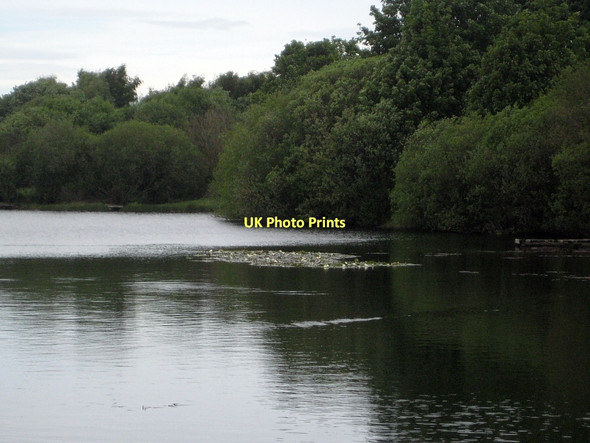 Photo 6"x4" Water lilies, Southern Washlands Wakefield\/SE3320 c2011