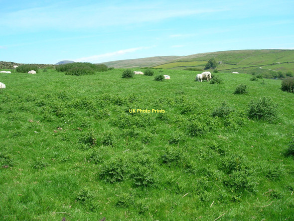 Photo 6"x4" Grazing near New House Helwith Bridge c2011