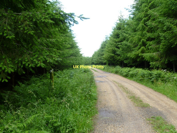 Photo 6"x4" Manswood, bridleway Manswood c2011