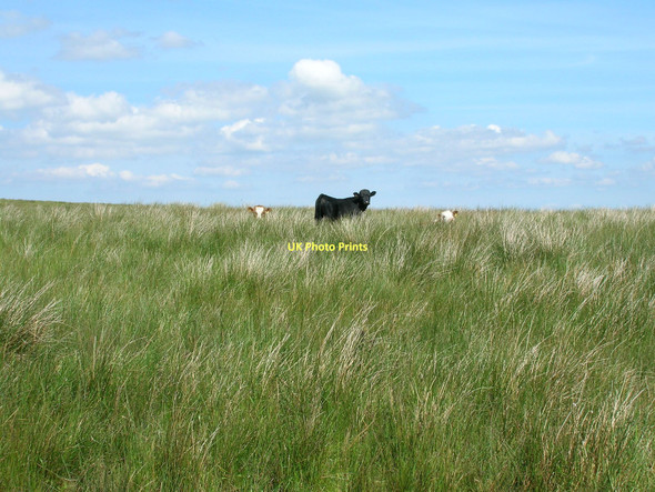 Photo 6"x4" Grazing, Scosthrop Moor Kirkby Malham c2011