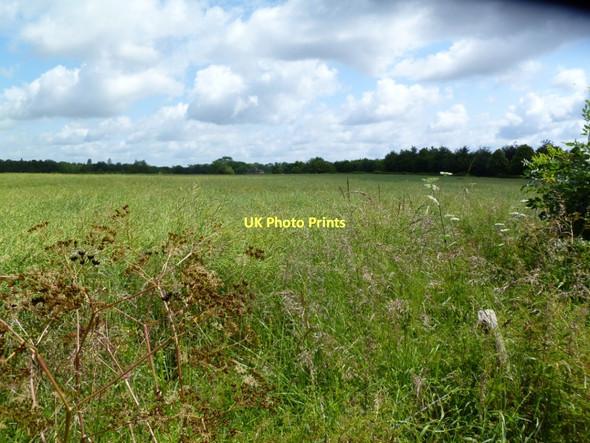 Photo 6"x4" Manswood, rapeseed field Manswood c2011