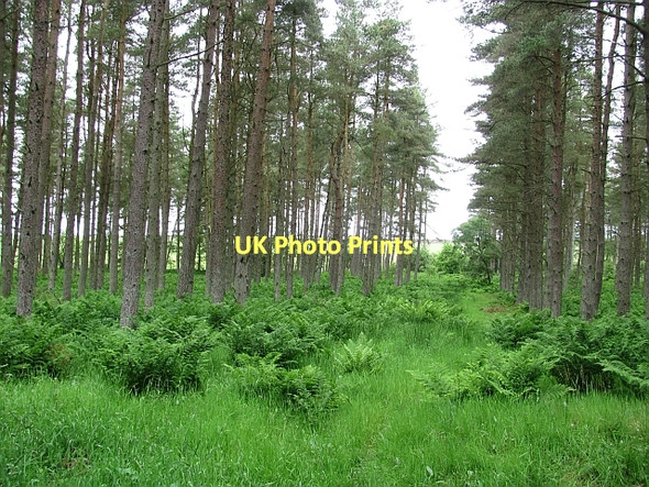 Photo 6"x4" North Piersknowe plantation Greenlaw\/NT7146 c2011