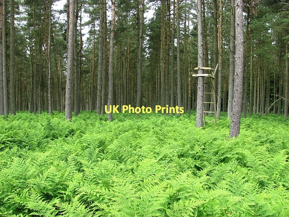 Photo 6"x4" South Piersknowe Plantation Greenlaw\/NT7146 c2011