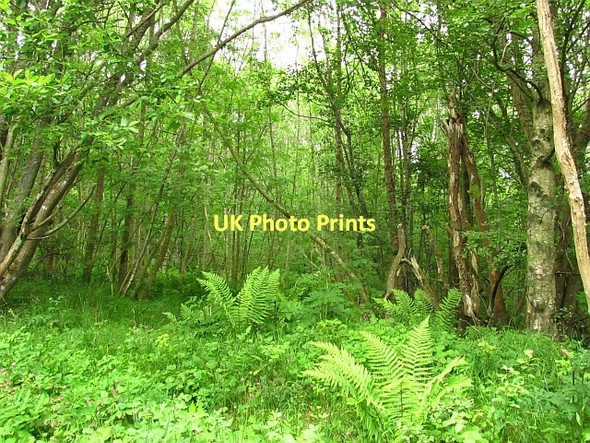 Photo 6"x4" Woodland, Marchmont Polwarth c2011