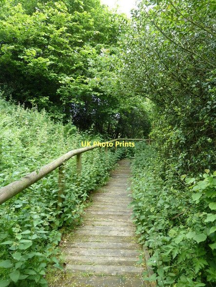 Photo 6"x4" Boardwalk section of footpath Slatepit Dale c2011