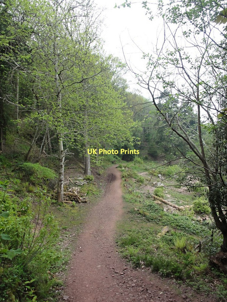 Photo 6"x4" A Clearing in Yearnor Wood Worthy\/SS8548 c2011