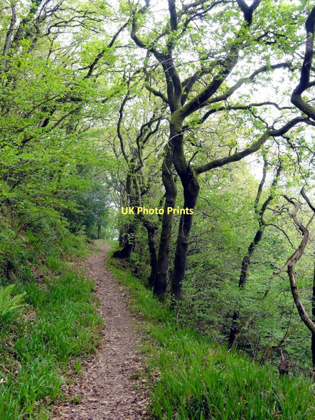 Photo 6"x4" The Coast Path through Culbone Woods Worthy\/SS8548 c2011