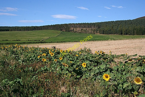 Photo 6"x4" Looking Towards Craiglich Perkhill c2009