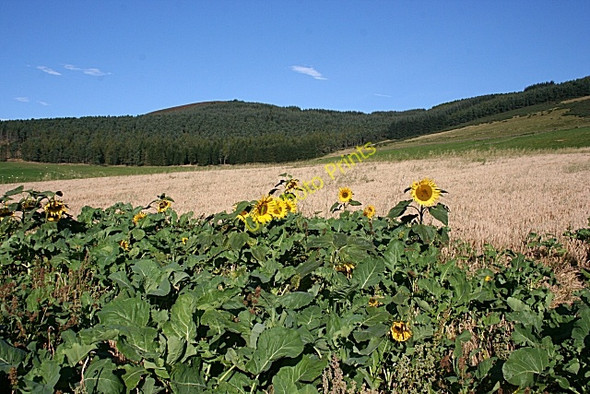 Photo 6"x4" Looking Towards Craiglich Perkhill c2009