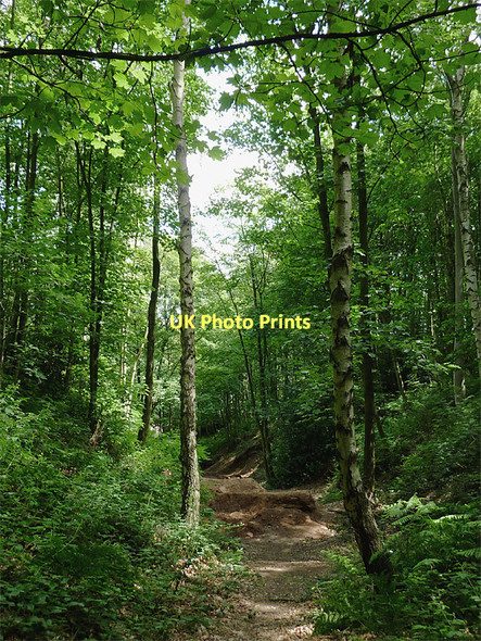 Photo 6"x4" Woodland track near Swindon, Staffordshire Smestow c2011