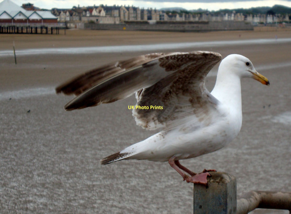 Photo 6"x4" Ready for Take Off Weston-super-Mare c2011