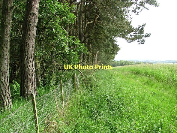 Photo 6"x4" Edge of South Piersknowe Plantation Greenlaw\/NT7146 c2011