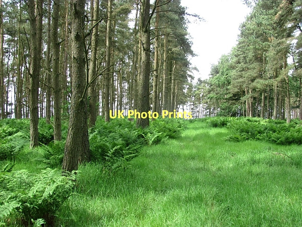 Photo 6"x4" South Piersknowe Plantation Greenlaw\/NT7146 c2011
