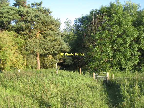 Photo 6"x4" Entering the wood Clixby c2011