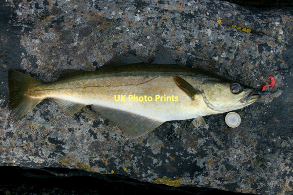 Photo 6"x4" They don't come fresher than this... Fearnmore c2011