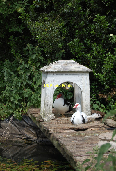 Photo 6"x4" Resting ducks Penallt c2011