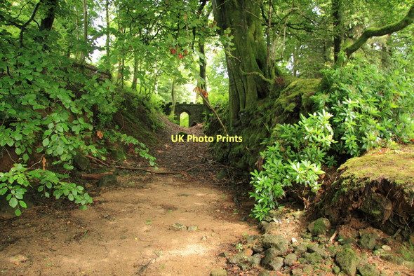 Photo 6"x4" Trackway to Burrator Lodge Sheepstor c2011