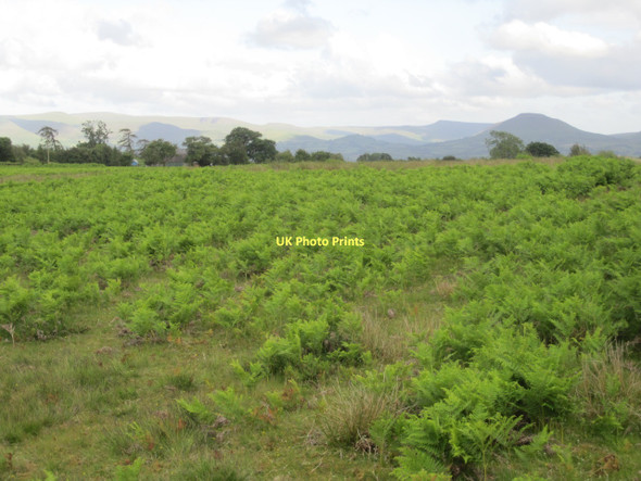 Photo 6"x4" Llangoed Common, looking towards Mynydd Troed and the Black Mountains beyond Ponde c2011